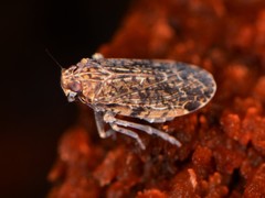Catonia