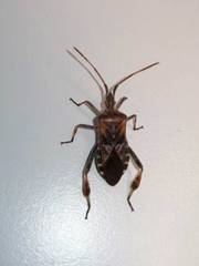 Leptoglossus occidentalis