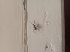 Spartaeus spinimanus