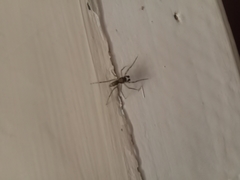 Spartaeus spinimanus