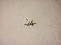 Spartaeus spinimanus