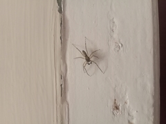 Spartaeus spinimanus