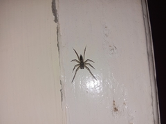 Spartaeus spinimanus