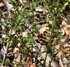 Acacia amblygona