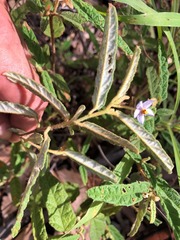 Seringia corollata