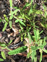 Seringia corollata