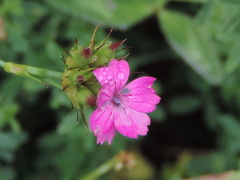 Dianthus balbisii