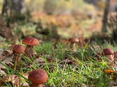 Leccinum vulpinum