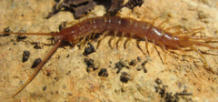 Lithobius