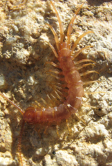Lithobius