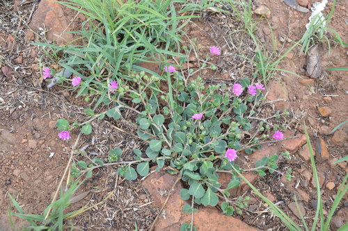 Corbichonia decumbens (Corbichonia decumbens)