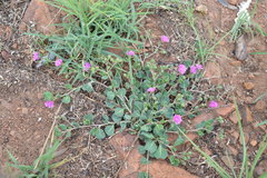 Corbichonia decumbens
