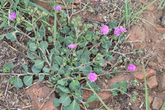Corbichonia decumbens