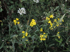 Erysimum maremmanum