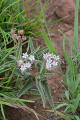 Asclepias meliodora