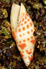 Mitra mitra