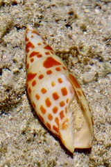 Mitra mitra