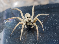 Alopecosa marikovskyi