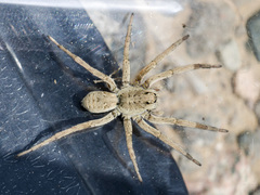 Alopecosa marikovskyi