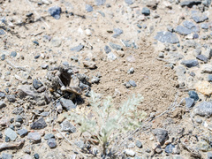 Alopecosa marikovskyi