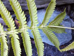 Christella parasitica