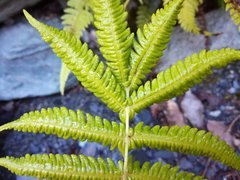 Christella parasitica