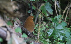 Grallaria saturata