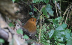Grallaria saturata