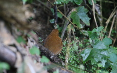 Grallaria saturata