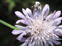 Closterotomus cinctipes