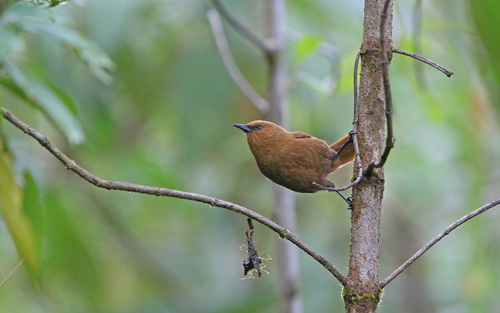 Rufous Wren (Cinnycerthia unirufa), photo 7