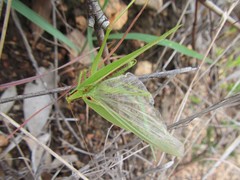 Polichne spinulosa