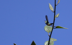 Ramphomicron microrhynchum