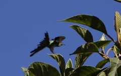 Ramphomicron microrhynchum