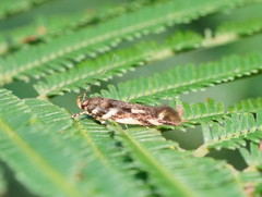 Macrobathra heminephela