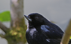 Diglossa lafresnayii