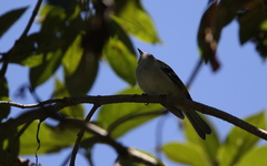 Mecocerculus stictopterus