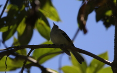 Mecocerculus stictopterus