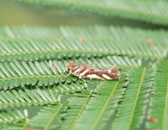 Macrobathra heminephela
