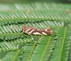 Macrobathra heminephela
