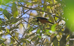 Conirostrum sitticolor