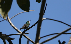 Ramphomicron microrhynchum