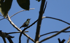 Ramphomicron microrhynchum