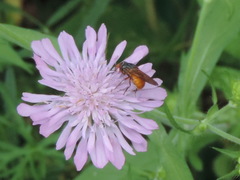 Rhingia