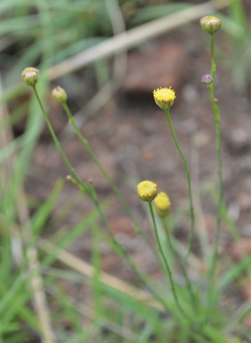 Image of Nolletia rarifolia by (c) Hildegard Klein, some rights reserved (CC BY)