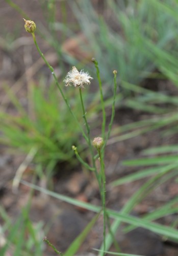 Image of Nolletia rarifolia by (c) Hildegard Klein, some rights reserved (CC BY)