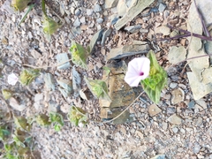 Ipomoea pileata