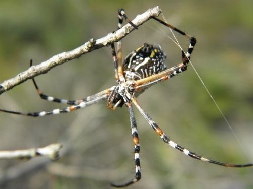 Florida Garden Spider (Argiope florida) · iNaturalist