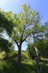 Fraxinus mandshurica