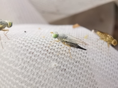 Acanthiophilus helianthi